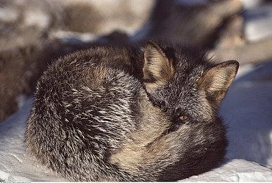 V社设计师：Deck2不会很快发布 除非质的飞跃